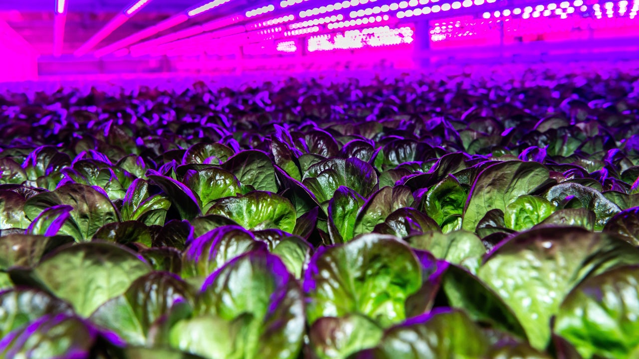 A vertical farming setup with multiple layers of plants growing in a controlled environment.
