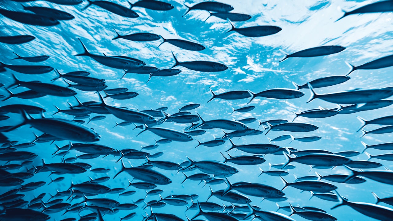 Colorful tropical fish swimming in a large school against a blue underwater background