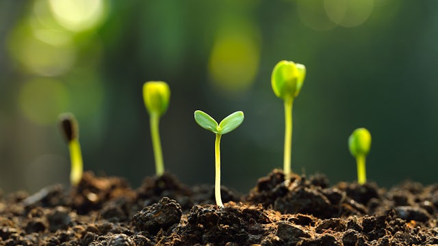 A close-up of green seedlings growing in soil with sunlight shining on them.