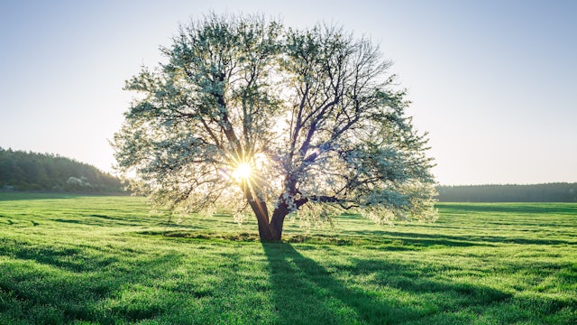 A single tree standing in a field of grass with sunlight shining through its branches from the background.