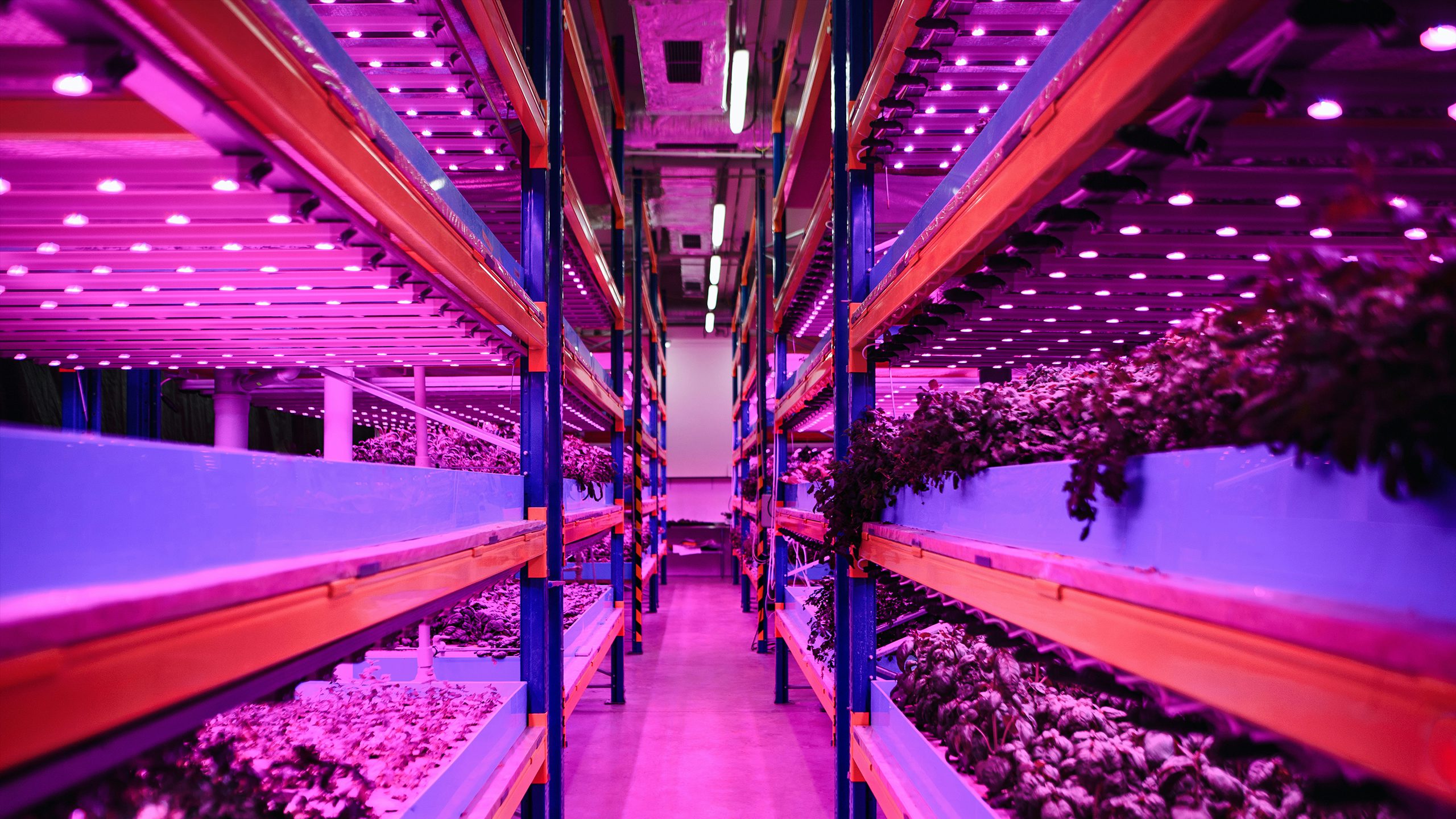 Bustanica's sleek, high-tech greenhouse with lush green plants showcasing innovative sustainable agriculture technology