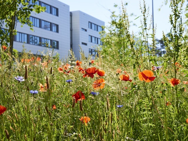 Integrating biodiversity into every stage of the real estate lifecycle