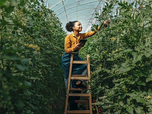 Woman standing on a ladder in a greenhouse with a tablet.
