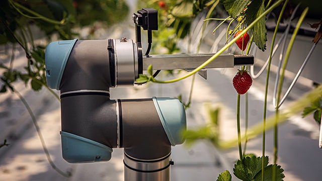 AI and digital twins optimize strawberry farming, boosting real-time monitoring, harvesting efficiency, and sustainability.