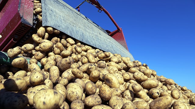 A mountain of potatoes being moved by a Siemens motor starter.