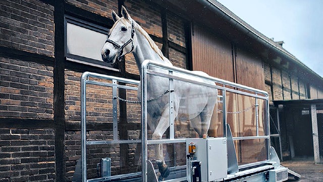 A horse is standing in a field with a sunset in the background.
