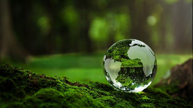 Glass globe on the forest floor.