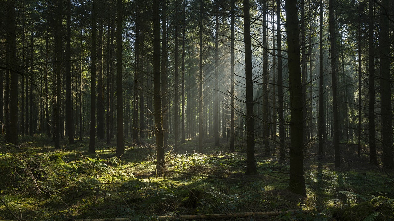Sunlight shining into a forest.