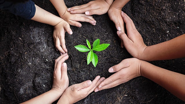 Group of hands guarding a baby plant in the soil.
