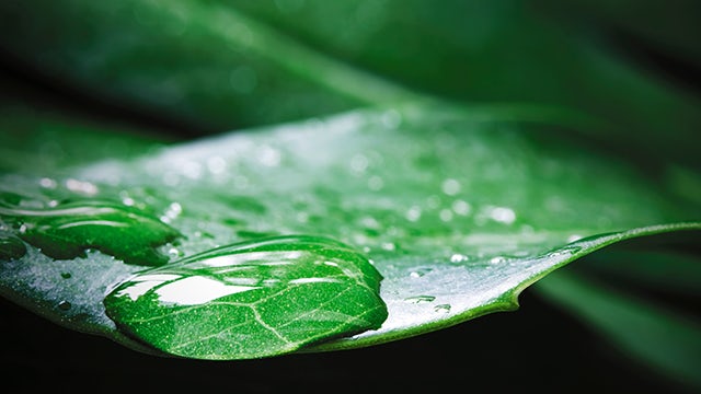 Water droplet on a leaf.