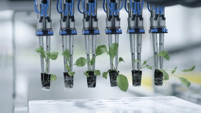Vertical farming plant showing 6 baby plants growing from vertical devices.
