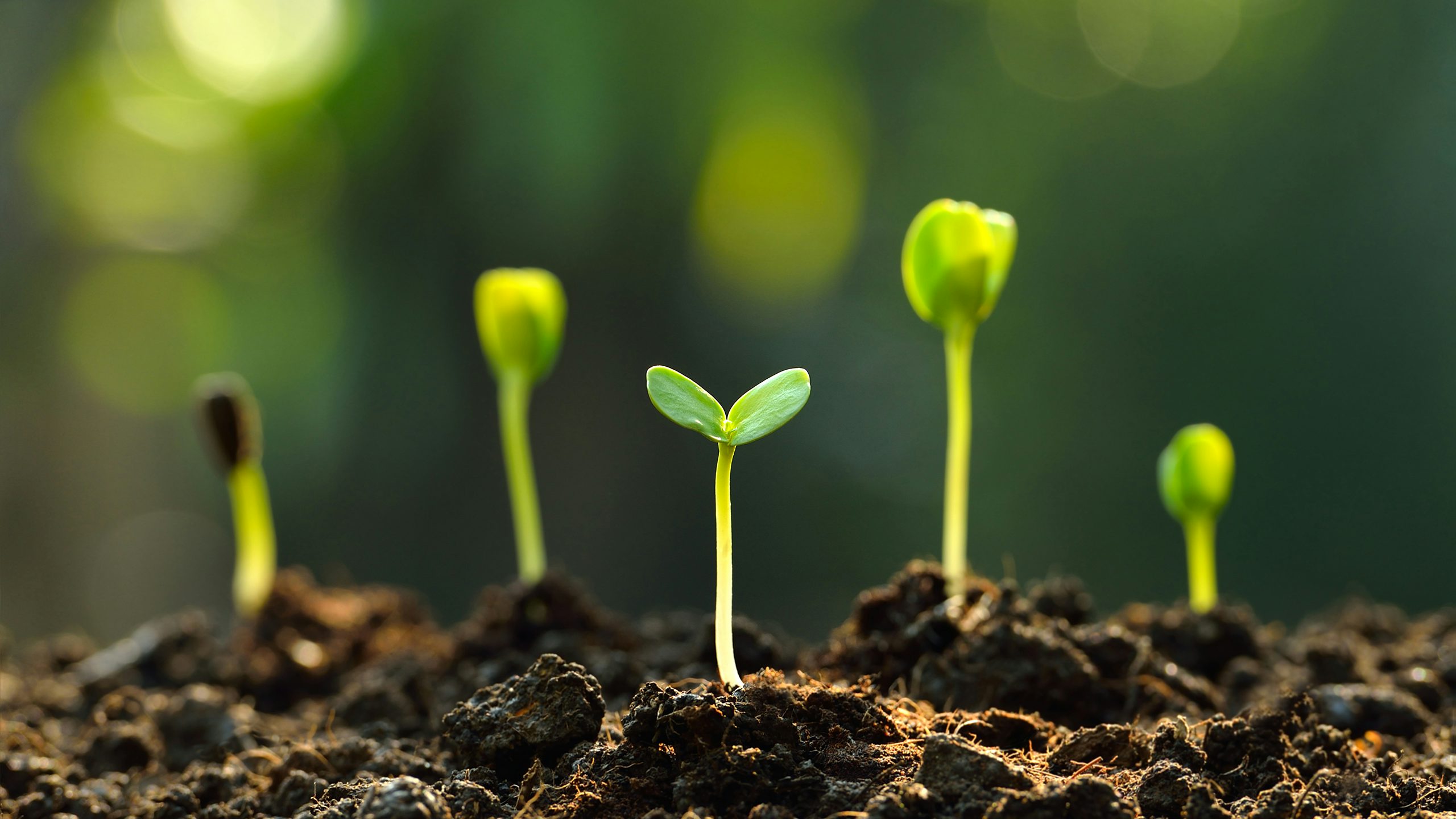 A visual of green sprouts growing in a field with a green background.