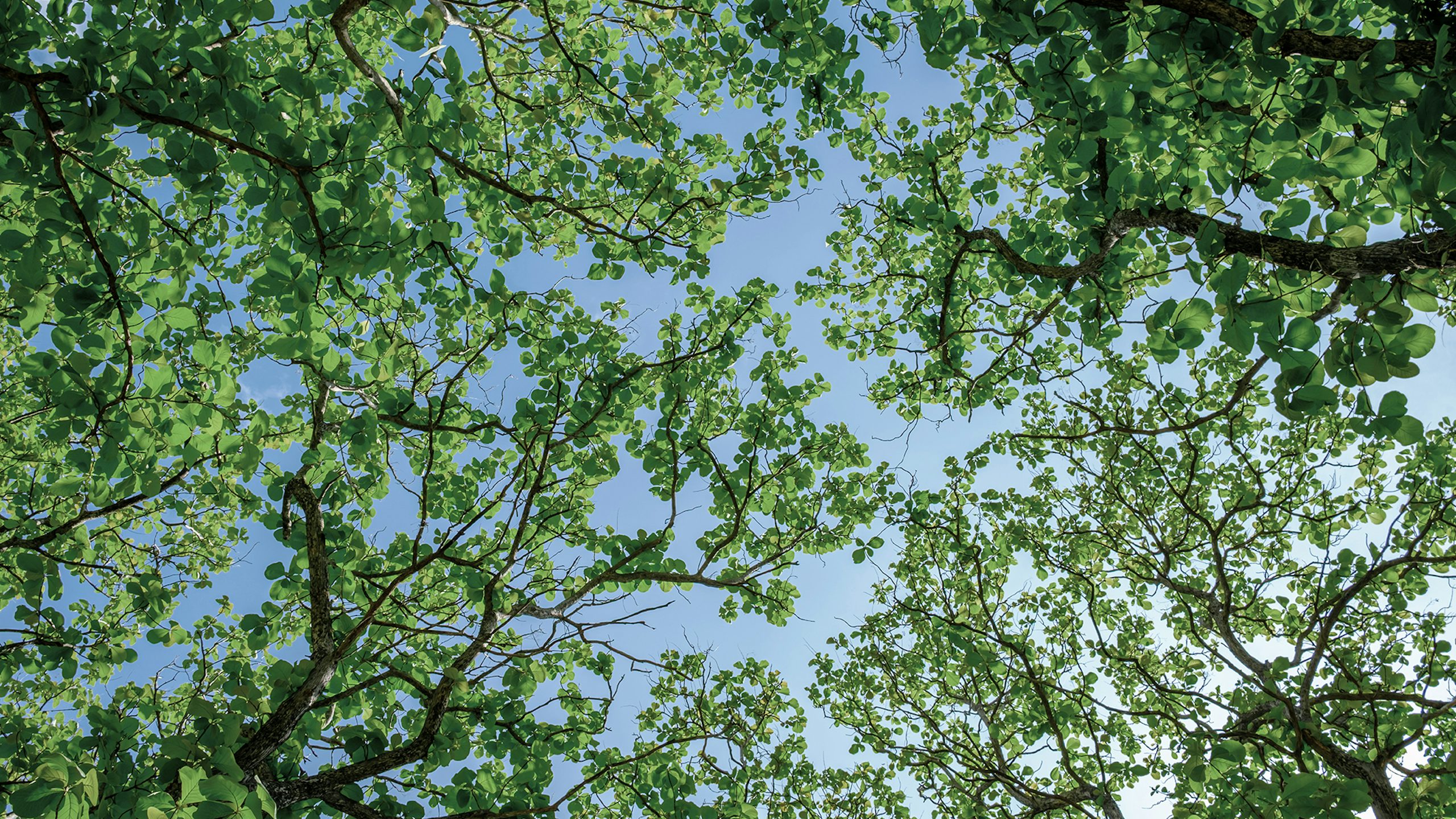 The image shows a tree with green leaves and branches, surrounded by a forest, with a focus on carbon capture technologies.