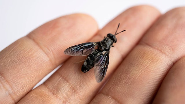 A close-up image of a small black soldier fly in the palm of someone’s hand.